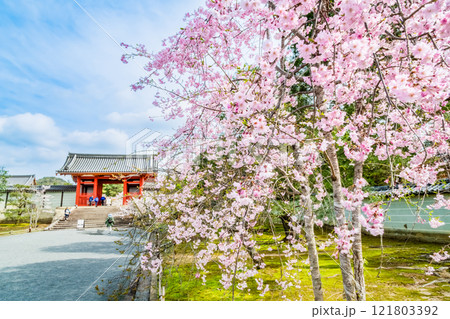 京都 桜咲く仁和寺 中門 京都 桜咲く仁和寺 中門 121803392