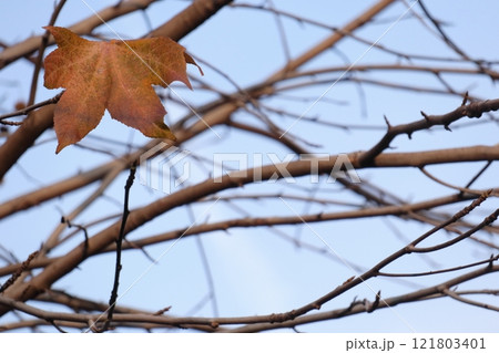 冬の枝に残った枯葉 121803401