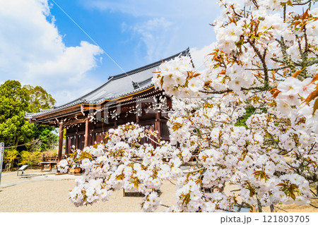 京都 桜咲く仁和寺 観音堂 京都 桜咲く仁和寺 観音堂 121803705
