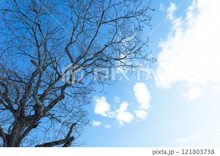 冬の青空と雲と枯れ木の風景 冬の青空と雲と枯れ木の風景 121803738