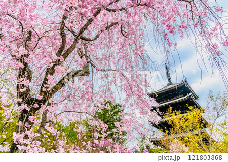 京都 桜咲く仁和寺 シダレザクラと五重塔 京都 桜咲く仁和寺 シダレザクラと五重塔 121803868