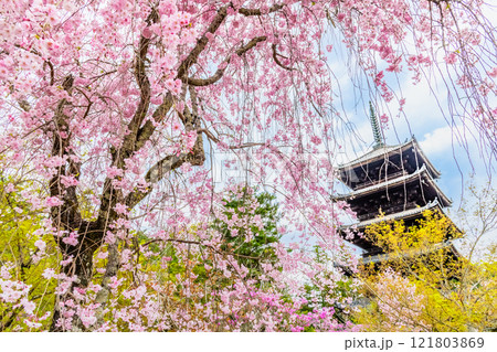 京都 桜咲く仁和寺 シダレザクラと五重塔 京都 桜咲く仁和寺 シダレザクラと五重塔 121803869