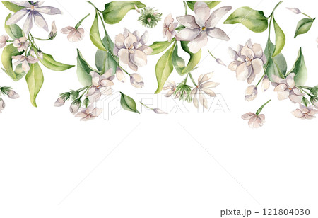 Jasmine flowers watercolor seamless border isolated on white. Floral repeat texture in soft pink tones in botanical style hand drawn. Bloom camellia, foliage horizontal background painted for design. Jasmine flowers watercolor seamless border isolated on white. Floral repeat texture in soft pink tones in botanical style hand drawn. Bloom camellia, foliage horizontal background painted for design. 121804030