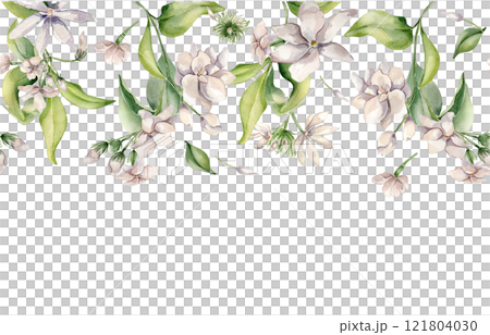 Jasmine flowers watercolor seamless border isolated on white. Floral repeat texture in soft pink tones in botanical style hand drawn. Bloom camellia, foliage horizontal background painted for design. Jasmine flowers watercolor seamless border isolated on white. Floral repeat texture in soft pink tones in botanical style hand drawn. Bloom camellia, foliage horizontal background painted for design. 121804030