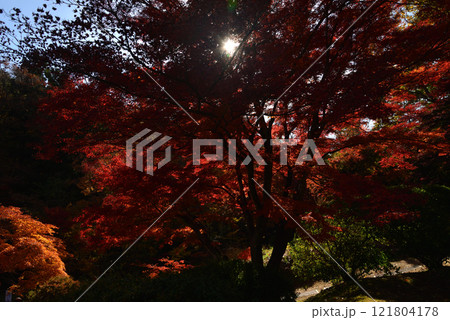 蛇の鼻　2024-11-17　＃45 121804178