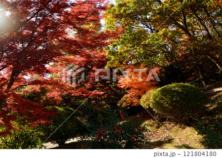 蛇の鼻　2024-11-17　＃46 121804180