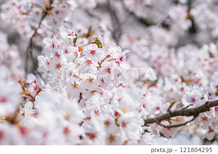 桜 桜 121804295