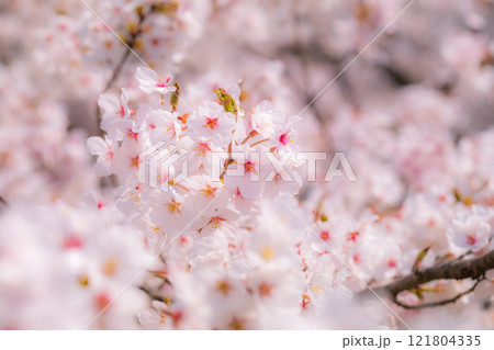 桜(ソフトフォーカス) 桜(ソフトフォーカス) 121804335