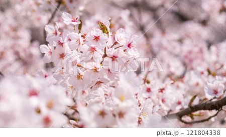 桜 121804338