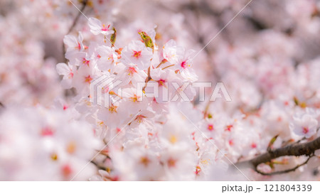 桜（ソフトフォーカス） 121804339