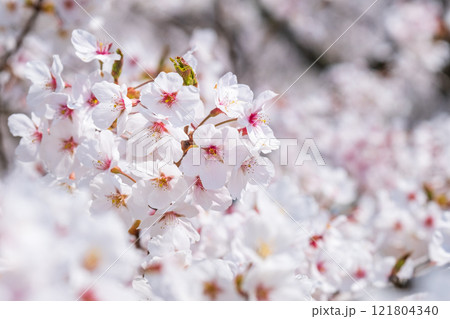 桜 121804340