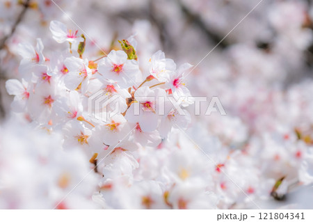桜（ソフトフォーカス） 121804341