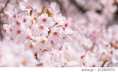 桜 121804351
