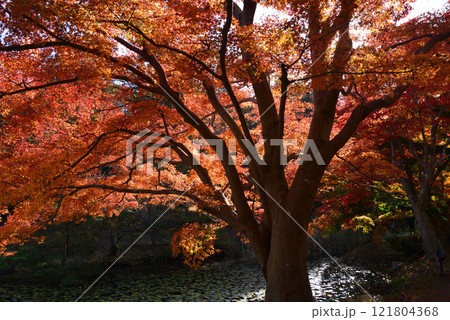 蛇の鼻　2024-11-17　＃60 121804368