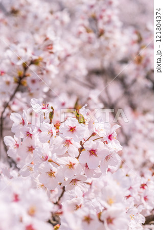 桜 桜 121804374