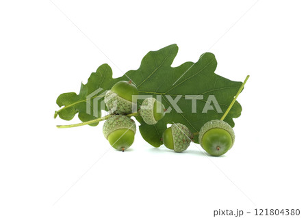 Green acorns and vibrant oak leaves isolated on white background 121804380