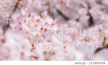 桜(ソフトフォーカス) 桜(ソフトフォーカス) 121804394