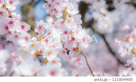 桜（ソフトフォーカス） 121804400