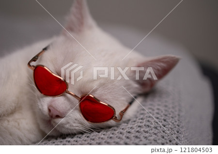 Charming Chic White Cat Peacefully Napping While Wearing HeartShaped Sunglasses Charming Chic White Cat Peacefully Napping While Wearing HeartShaped Sunglasses 121804503