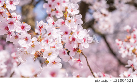 桜 桜 121804521