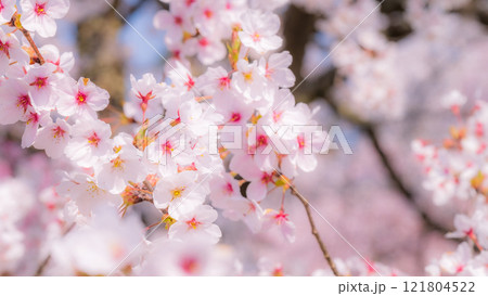 桜(ソフトフォーカス) 桜(ソフトフォーカス) 121804522