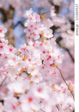 桜(ソフトフォーカス) 桜(ソフトフォーカス) 121804527