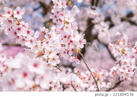 桜 桜 121804530