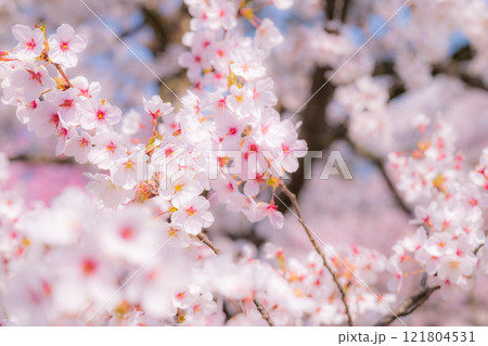 桜(ソフトフォーカス) 桜(ソフトフォーカス) 121804531