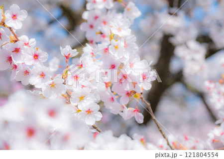 桜（ソフトフォーカス） 121804554