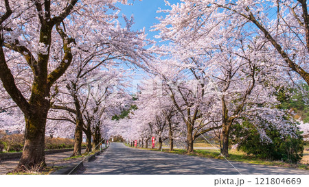 村松公園の桜 村松公園の桜 121804669