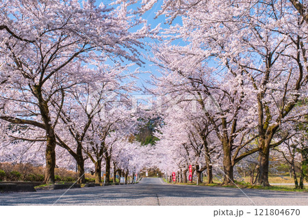 村松公園の桜 121804670