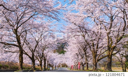 村松公園の桜 村松公園の桜 121804671