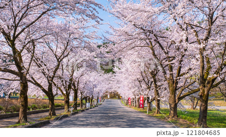 村松公園の桜 村松公園の桜 121804685