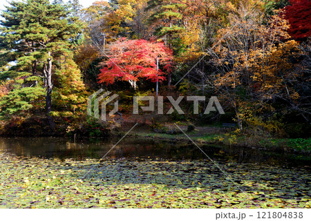 蛇の鼻　2024-11-17　＃62 121804838