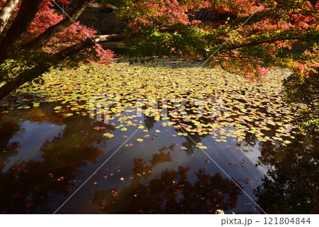 蛇の鼻　2024-11-17　＃68 121804844