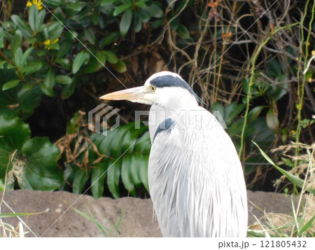 一方を見つめるアオサギ 121805432
