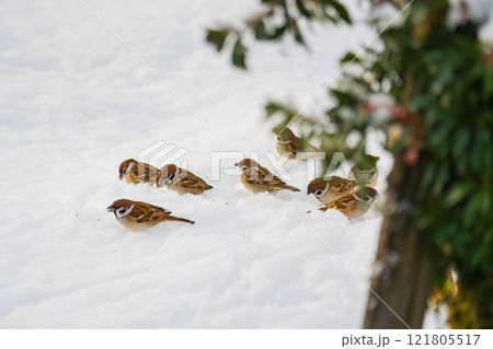 雪原の餌場に集まるスズメ 121805517