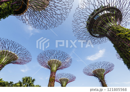 Low-angle view of the Supertree Grove at Gardens by the Bay in Singapore, there is an exhilarating light and musical show at night. 121805568