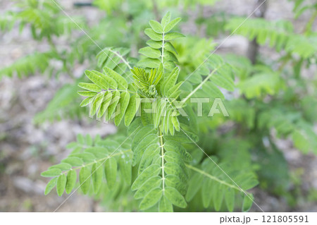 ナイモウオウギ(薬草) ナイモウオウギ(薬草) 121805591