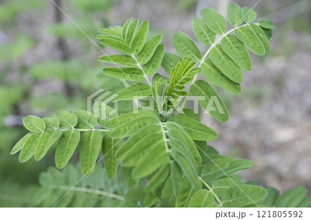 ナイモウオウギ(薬草) ナイモウオウギ(薬草) 121805592