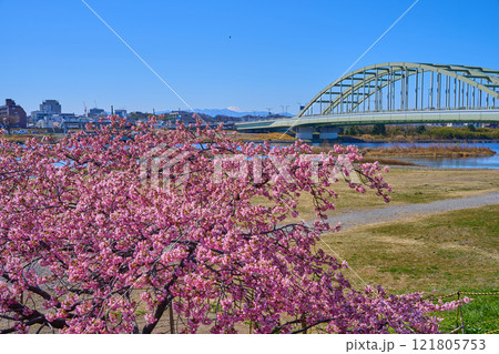 河津桜が咲く東京都狛江市の多摩川河川敷から多摩水道橋と川崎市多摩区、富士山方面を見る 121805753