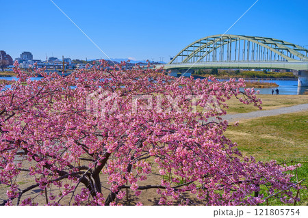 河津桜が咲く東京都狛江市の多摩川河川敷から多摩水道橋と川崎市多摩区、富士山方面を見る 河津桜が咲く東京都狛江市の多摩川河川敷から多摩水道橋と川崎市多摩区、富士山方面を見る 121805754