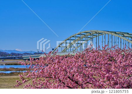 河津桜が咲く東京都狛江市の多摩川河川敷から多摩水道橋と川崎市多摩区、富士山方面を見る 121805755