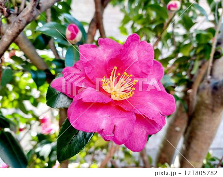 濃いピンク色のサザンカ 濃いピンク色のサザンカ 121805782