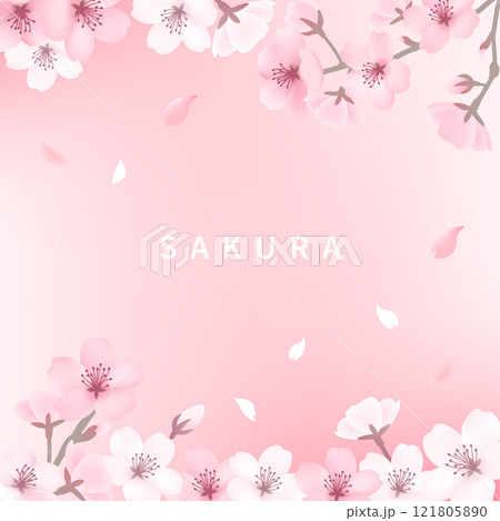 桜の背景_スクエアピンク 121805890