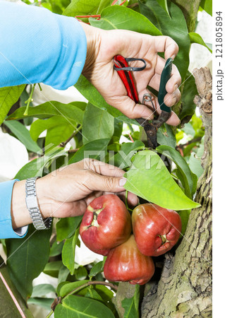 Close-up of the farmer picking wax apples on the farmland in Taiwan. 121805894