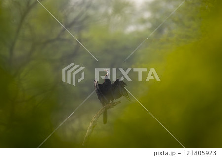 Oriental darter or Indian darter or Anhinga melanogaster in natural green trees foreground to compose creative fine art portrait at keoladeo national park bharatpur bird sanctuary rajasthan india asia Oriental darter or Indian darter or Anhinga melanogaster in natural green trees foreground to compose creative fine art portrait at keoladeo national park bharatpur bird sanctuary rajasthan india asia 121805923