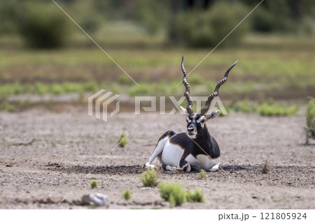 wild male blackbuck or antilope cervicapra or indian antelope at Blackbuck National Park Velavadar bhavnagar gujrat india asia. blackbuck closeup or portrait in natural green background wild male blackbuck or antilope cervicapra or indian antelope at Blackbuck National Park Velavadar bhavnagar gujrat india asia. blackbuck closeup or portrait in natural green background 121805924