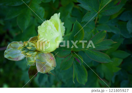 芍薬バードゼラの種子、花言葉は「恥じらい」「はにかみ」。 芍薬バードゼラの種子、花言葉は「恥じらい」「はにかみ」。 121805927