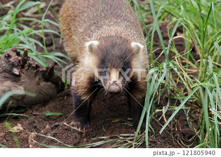 鼻に土を付けたニホンアナグマのアップ 鼻に土を付けたニホンアナグマのアップ 121805940
